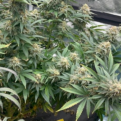  Critical Light growlog timeline photo
