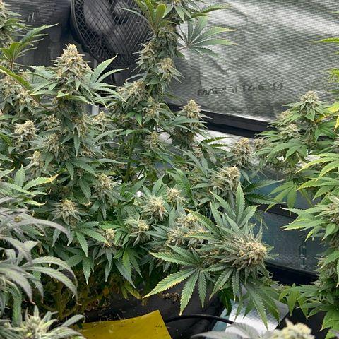  Critical Light growlog timeline photo