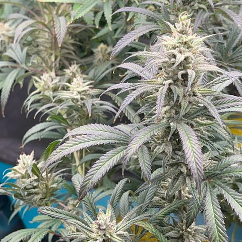  Hawaiian Snow  growlog timeline photo