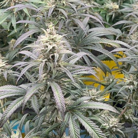  Hawaiian Snow  growlog timeline photo