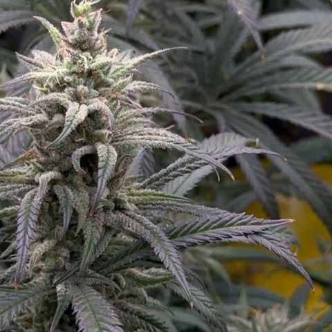  Hawaiian Snow  growlog timeline photo