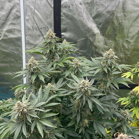 Deleted  🎬 1 growlog timeline photo