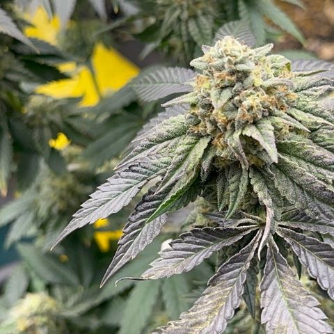 Dayger  growlog timeline photo