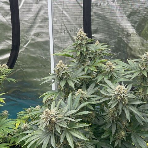 Deleted  🎬 1 growlog timeline photo