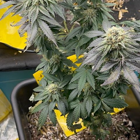 Dayger  growlog timeline photo