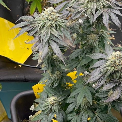 Dayger  growlog timeline photo