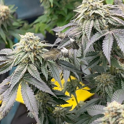 Dayger  growlog timeline photo