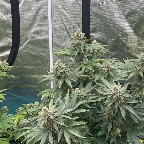 Deleted  🎬 1 growlog timeline photo