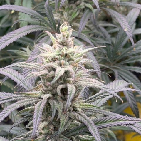  Hawaiian Snow  growlog timeline photo