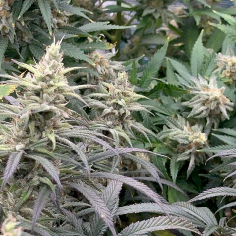  Hawaiian Snow  growlog timeline photo