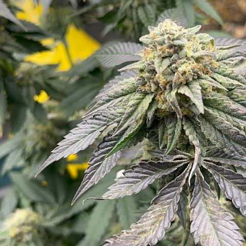 Dayger  growlog timeline photo