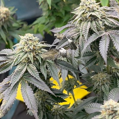 Dayger  growlog timeline photo