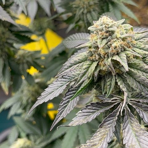 Dayger  growlog timeline photo