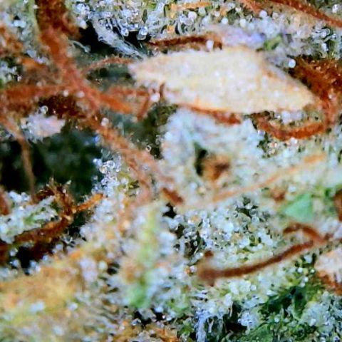Knows Candy growlog timeline photo