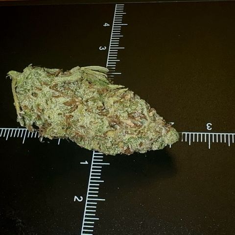 Knows Candy growlog timeline photo