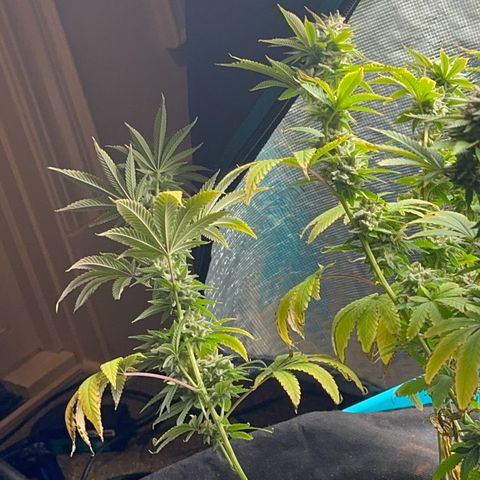  Cluster bomb  growlog timeline photo