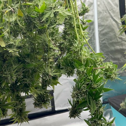  Cluster bomb  growlog timeline photo
