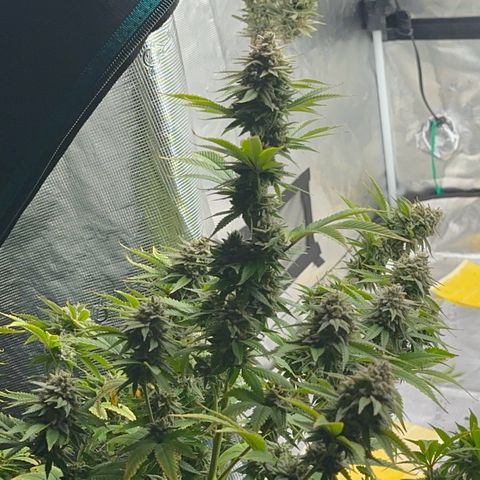 Cluster bomb  growlog timeline photo