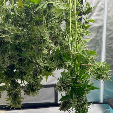 Cluster bomb  growlog timeline photo
