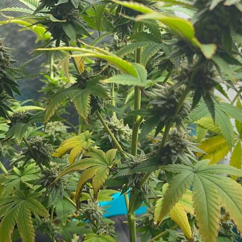  Cluster bomb  growlog timeline photo