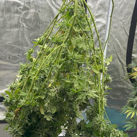  Cluster bomb  growlog timeline photo