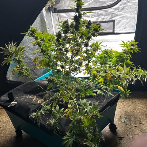  Cluster bomb  growlog timeline photo