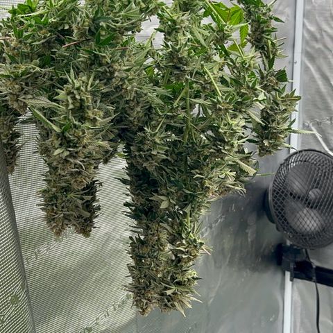 Critical Light growlog timeline photo