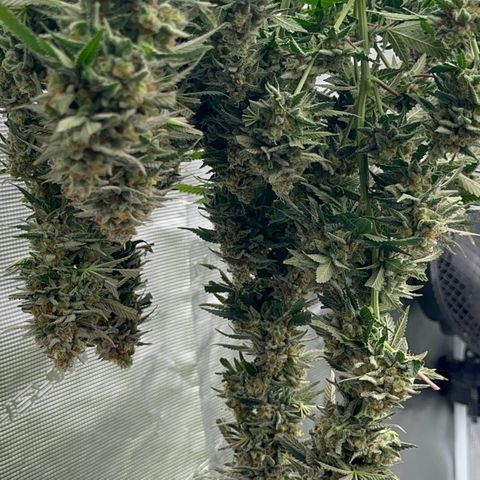  Critical Light growlog timeline photo