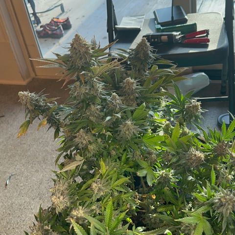  Critical Light growlog timeline photo