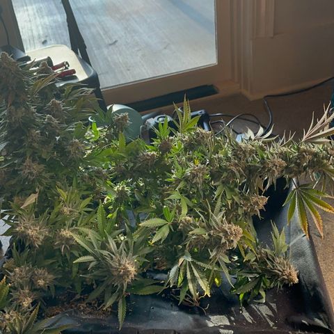  Critical Light growlog timeline photo
