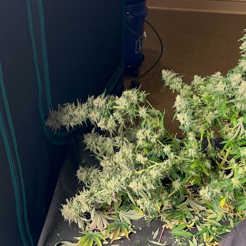 Critical Light growlog timeline photo
