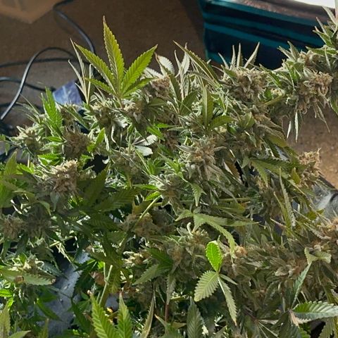  Critical Light growlog timeline photo