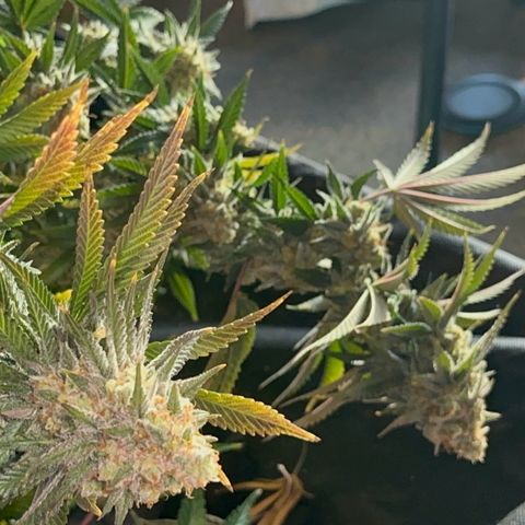  Critical Light growlog timeline photo