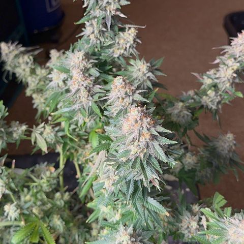  Critical Light growlog timeline photo
