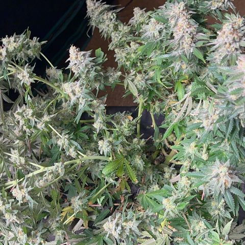  Critical Light growlog timeline photo