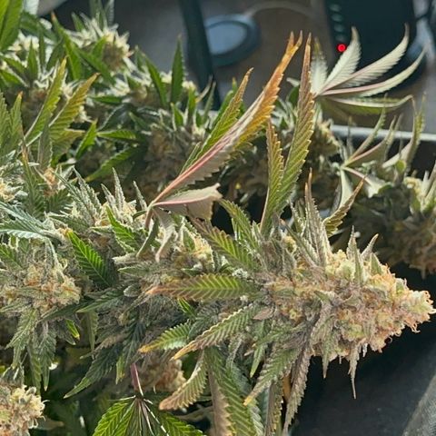 Critical Light growlog timeline photo