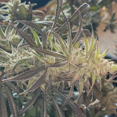  Hawaiian Snow  growlog timeline photo