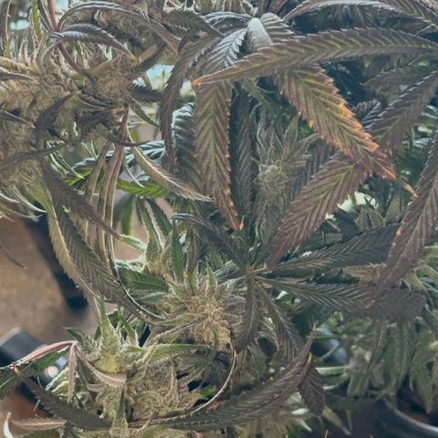  Hawaiian Snow  growlog timeline photo