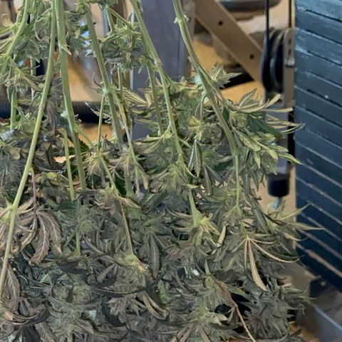  Hawaiian Snow  growlog timeline photo
