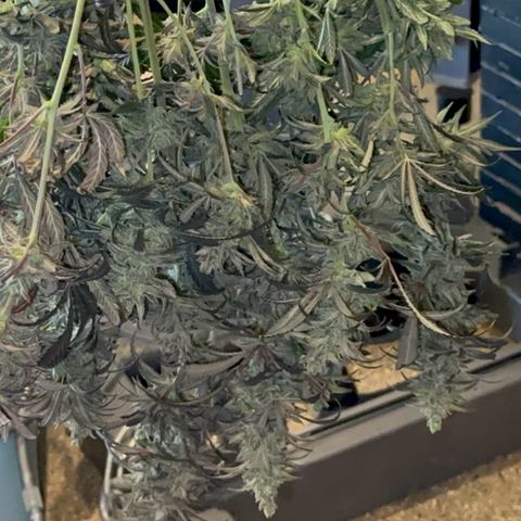  Hawaiian Snow  growlog timeline photo