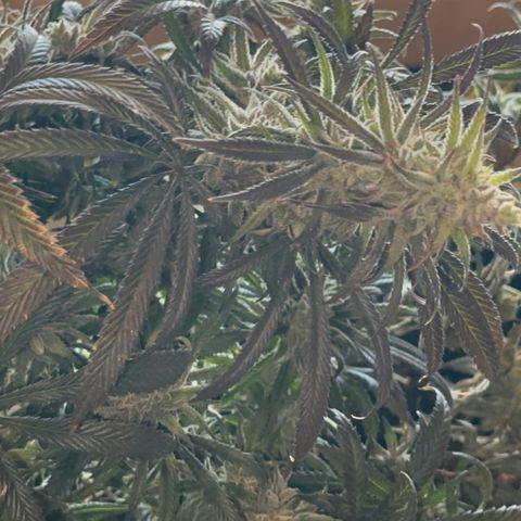  Hawaiian Snow  growlog timeline photo