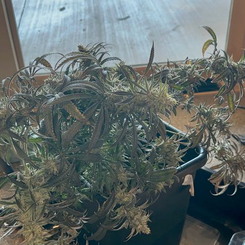  Hawaiian Snow  growlog timeline photo