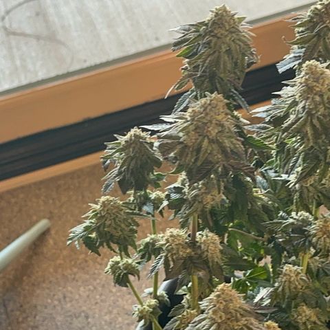 Dayger  growlog timeline photo