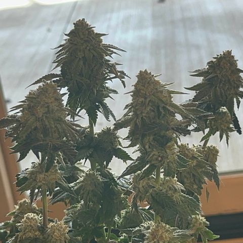 Dayger  growlog timeline photo