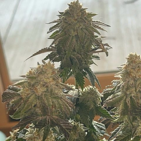 Dayger  growlog timeline photo