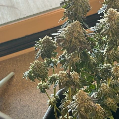 Dayger  growlog timeline photo