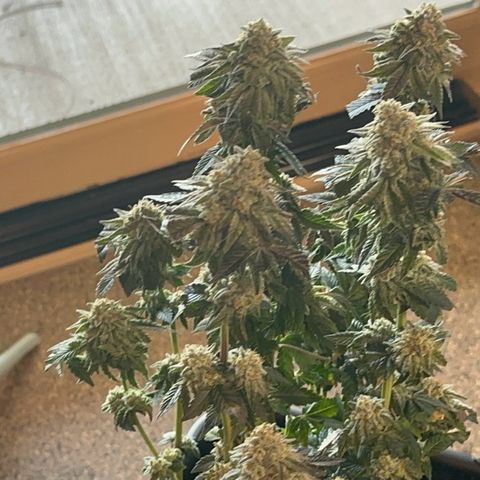 Dayger  growlog timeline photo