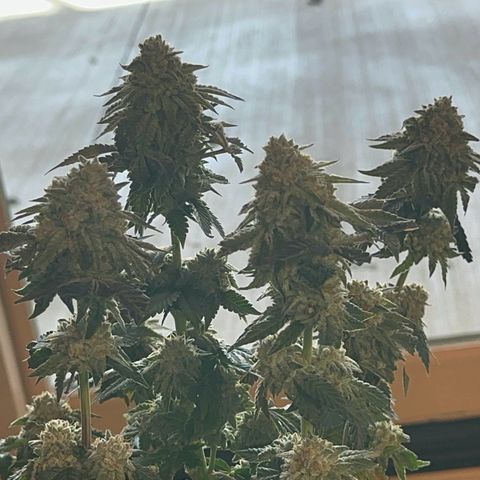 Dayger  growlog timeline photo