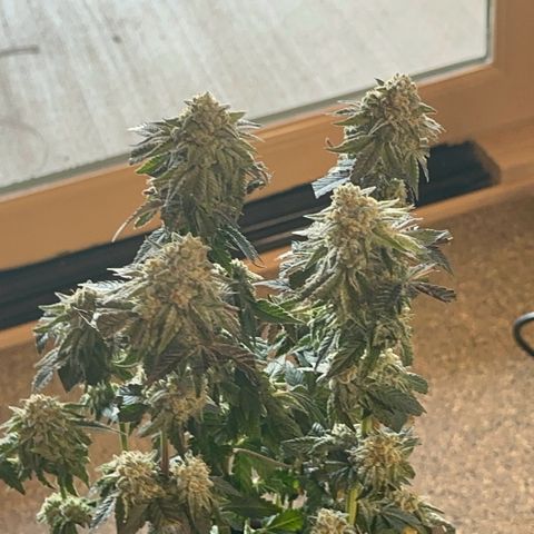 Dayger  growlog timeline photo