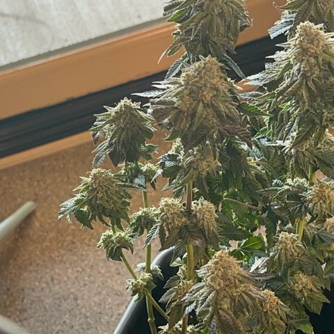 Dayger  growlog timeline photo